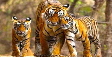 delhi jim corbett tour package by tempo traveller